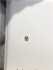 LIV 14k Yellow Gold 2mm Round Small Ball Stud Earrings Children Size Butterfly Backs