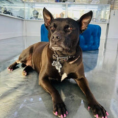 LIV Platinum Sterling Silver Black and White Sapphires Custom Made Bone Design Dog Tag Name of Pet and Phone Number On Back Pet Jewelry Gift