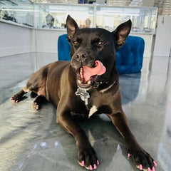 LIV Platinum Sterling Silver Black and White Sapphires Custom Made Bone Design Dog Tag Name of Pet and Phone Number On Back Pet Jewelry Gift