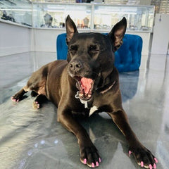 LIV Platinum Sterling Silver Black and White Sapphires Custom Made Bone Design Dog Tag Name of Pet and Phone Number On Back Pet Jewelry Gift