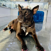 LIV Platinum Sterling Silver Black and White Sapphires Custom Made Bone Design Dog Tag Name of Pet and Phone Number On Back Pet Jewelry Gift